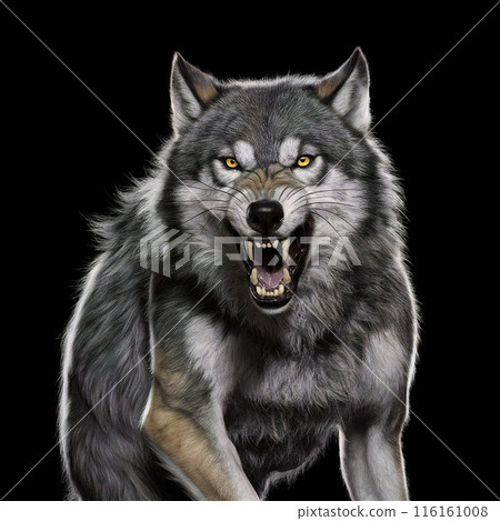 black background wolf 116161008