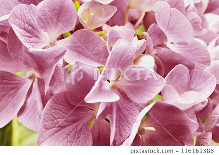 Pink  flowers  of hydrangea , hortensia 116161386