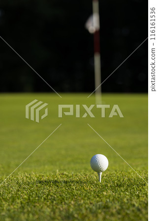 Closeup Golf ball on green grass on course Closeup Golf ball on green grass on course 116161536