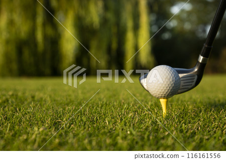 Closeup Golf ball on green grass on course, Sport and lifestyle Closeup Golf ball on green grass on course, Sport and lifestyle 116161556