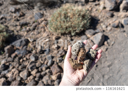 Volcano Stones in Hand, Volcanic Pumice with Glass, Pieces of Lava, Basalt Extrusive Igneous Rock 116161621