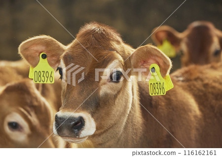 Cute newborn calf on a farm in Denmark close-up Cute newborn calf on a farm in Denmark close-up 116162161
