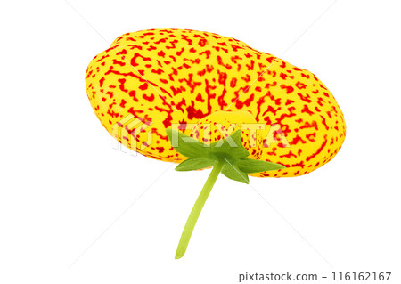 Calceolaria flower isolated on white background. Top view. Flat lay Calceolaria flower isolated on white background. Top view. Flat lay 116162167