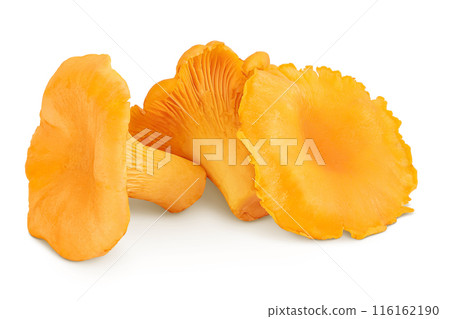 Chanterelle mushroom isolated on a white background Chanterelle mushroom isolated on a white background 116162190