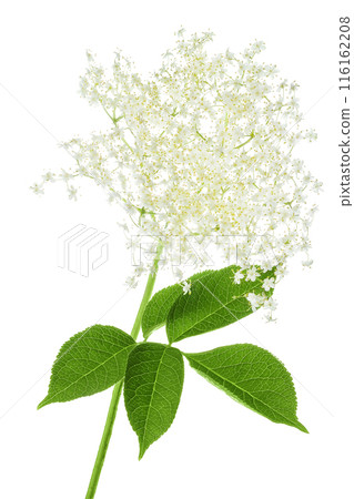 Elderberry flower or Sambucus nigra isolated on a white background. 116162208