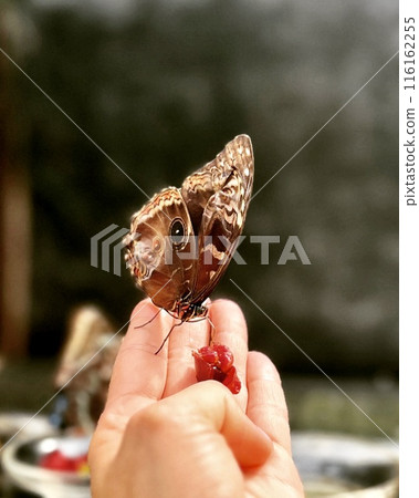 Butterfly on a woman's hand with fruits and flowers 116162255