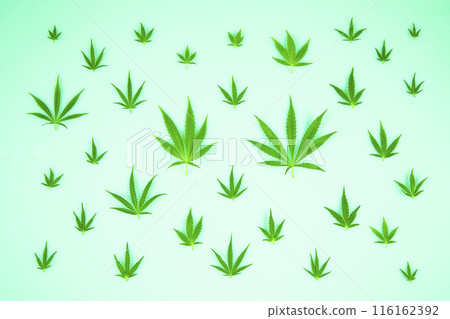 Cannabis ,marijuana isolated on white background Cannabis ,marijuana isolated on white background 116162392