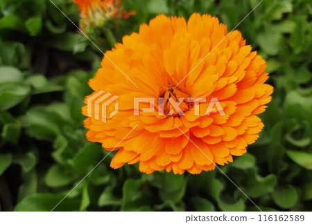 A single orange-blooming marigold A single orange-blooming marigold 116162589