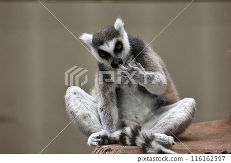Ring-tailed lemur sitting with hands over mouth 116162597