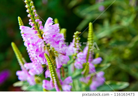 Purple Obedient Plant Blooms in Natural Garden Setting Close-Up Purple Obedient Plant Blooms in Natural Garden Setting Close-Up 116163473