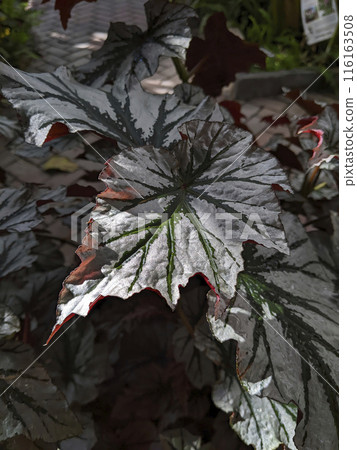 Textured Leaf with Silver Patterns and Reddish Edges Close-Up Textured Leaf with Silver Patterns and Reddish Edges Close-Up 116163508