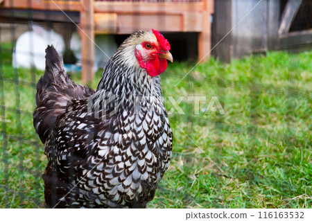 Daylight View of Patterned Chicken in Rural Tennessee Coop Daylight View of Patterned Chicken in Rural Tennessee Coop 116163532