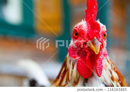 Alert Rooster in Rural Tennessee Setting Close-Up 116163885