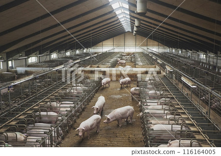 Pregnant sows on a modern farm in Denmark 116164005