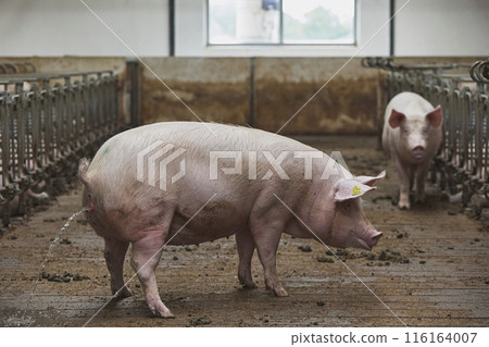 Pregnant sows on a modern farm in Denmark Pregnant sows on a modern farm in Denmark 116164007