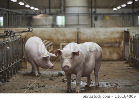 Pregnant sows on a modern farm in Denmark 116164009