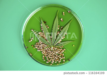 Marijuana oil, cannabis and hemp leaves 116164109