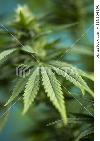 Marijuana plant, medical marijuana concept 116164166