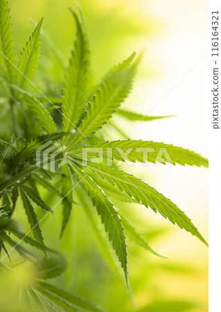 Green cannabis flowers, Weed medicine leaf, Marijuana Green cannabis flowers, Weed medicine leaf, Marijuana 116164321