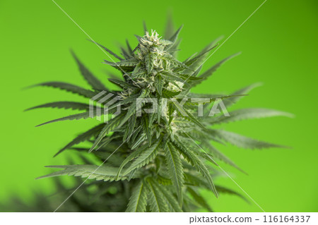 Cannabis leaf and marijuana plant. medical marijuana 116164337