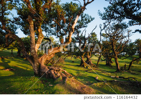 Fanal forest on Madeira island, Portugal Fanal forest on Madeira island, Portugal 116164432