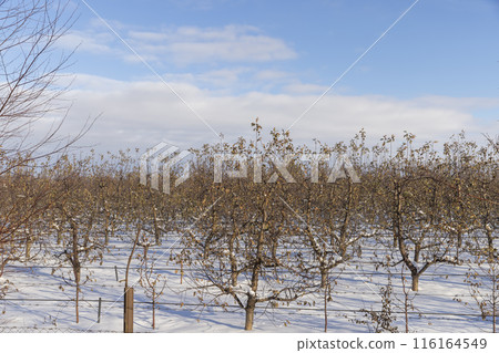 drifts of pure white snow in an apple orchard 116164549