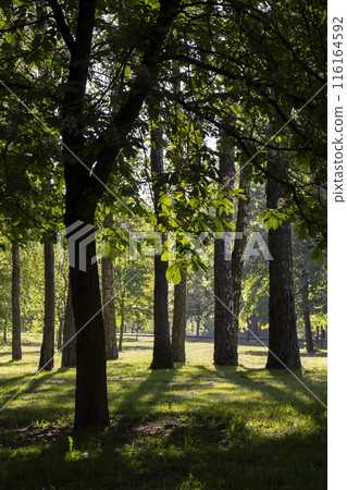 deciduous trees in the park on a sunny day deciduous trees in the park on a sunny day 116164592