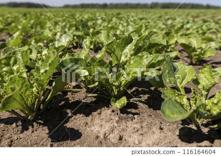 a field with white beetroot for the production of white beet sugar 116164604
