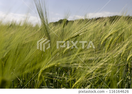 unripe barley ears in spring unripe barley ears in spring 116164626
