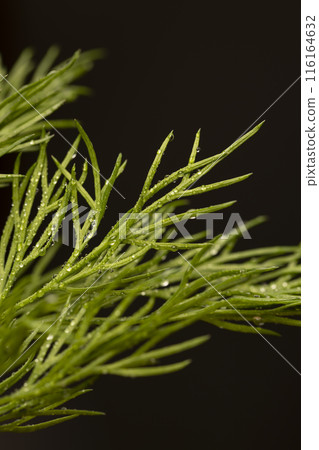 in drops of pure water green dill to add as spices in drops of pure water green dill to add as spices 116164632