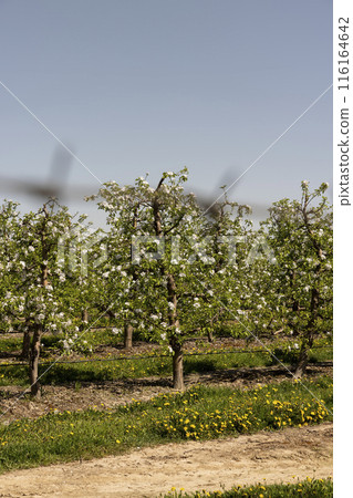 apple trees blooming with white flowers in spring 116164642