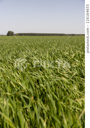 monoculture field with wheat closeup in sunny weather 116164655