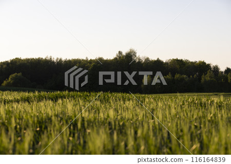 a new wheat harvest at sunset 116164839