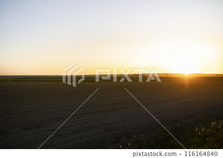 an agricultural field with corn during sunset 116164840