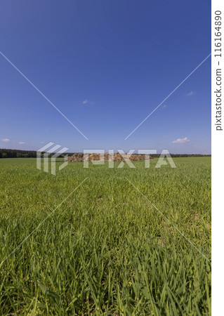 green wheat grass and a pile of manure to improve soil fertility green wheat grass and a pile of manure to improve soil fertility 116164890