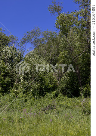 deciduous trees in windy weather in swaying foliage 116164895