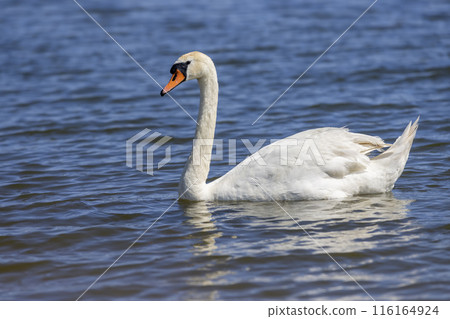 beautiful wild waterfowl swans in the summer season beautiful wild waterfowl swans in the summer season 116164924