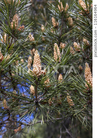 pine details during flowering in windy weather pine details during flowering in windy weather 116164964
