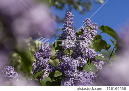 beautiful purple lilac blossoms and green foliage during the day 116164966