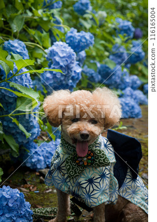 Dog and hydrangea 116165004