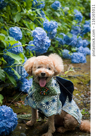 狗和繡球花 狗和繡球花 116165011