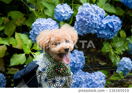 Dog and hydrangea Dog and hydrangea 116165019