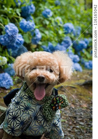 狗和繡球花 狗和繡球花 116165042