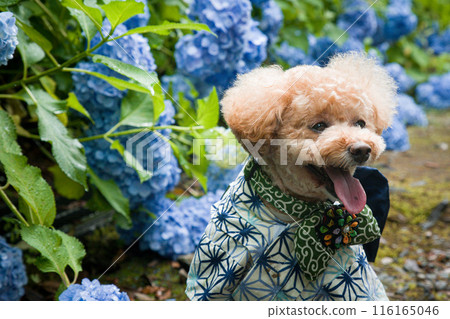 狗和繡球花 狗和繡球花 116165046