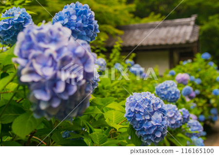 繡球花/雨季形象～明月院（神奈川縣～鎌倉市）～ 116165100