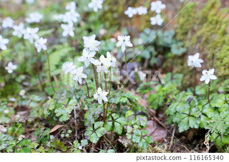 Refreshing small flower, Coptis japonica flower Refreshing small flower, Coptis japonica flower 116165340