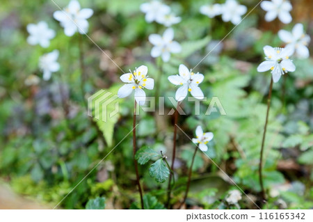 Refreshing small flower, Coptis japonica flower Refreshing small flower, Coptis japonica flower 116165342