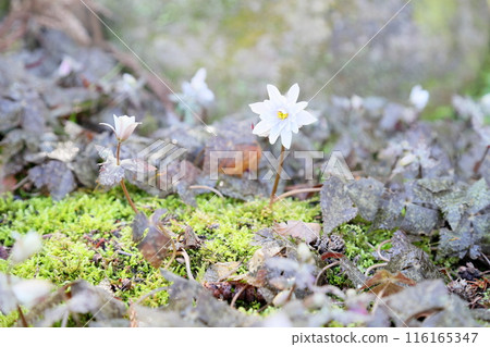 Early spring flower: Anemone ulmoides Early spring flower: Anemone ulmoides 116165347