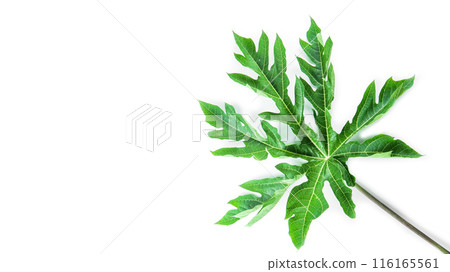 A papaya leaf isolated on a white background. 116165561