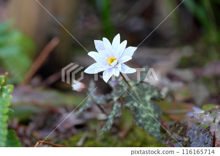 Early spring flower: Anemone ulmoides Early spring flower: Anemone ulmoides 116165714